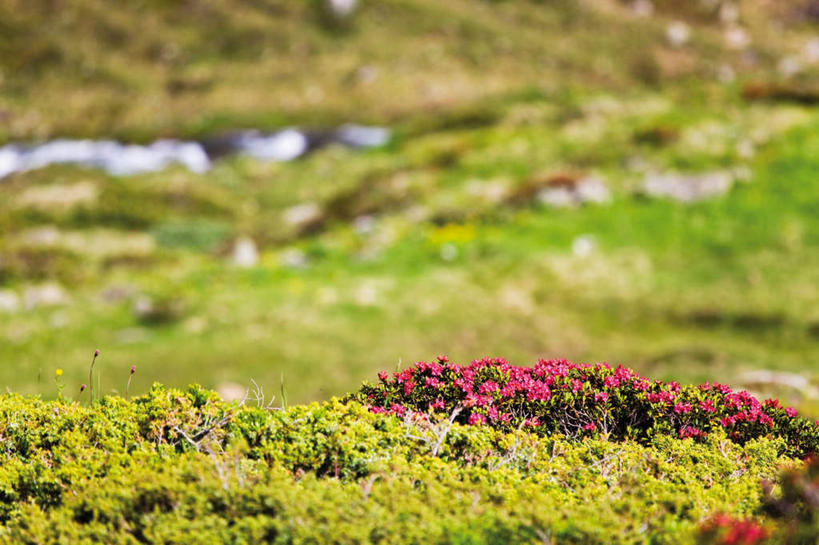 无人,横图,室外,白天,正面,爱情,旅游,度假,幸福,纯洁,热情,草地,草坪,美景,植物,玫瑰,奥地利,欧洲,朦胧,模糊,盛开,景观,玫瑰花,浪漫,花蕾,娱乐,草,花,花瓣,花朵,鲜花,绿色,自然,花苞,花蕊,享受,休闲,温暖,温馨,景色,恩爱,放松,和睦,自然风光,感动,中欧,尊敬,奥地利共和国,蒂罗尔,蒂罗尔州,天真,刺玫花,徘徊花,彩图,融洽