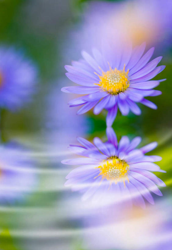 无人,竖图,室内,特写,白天,正面,植物,阴影,朦胧,模糊,盛开,反射,影子,草药,药草,花蕾,中药,花,花瓣,花朵,鲜花,蓝色,花苞,花蕊,摄影,影棚,机智,止咳,药材,中草药,中药材,本草,说谎,化痰,紫苑,紫苑花,彩图,影棚拍摄,拍摄,润肺