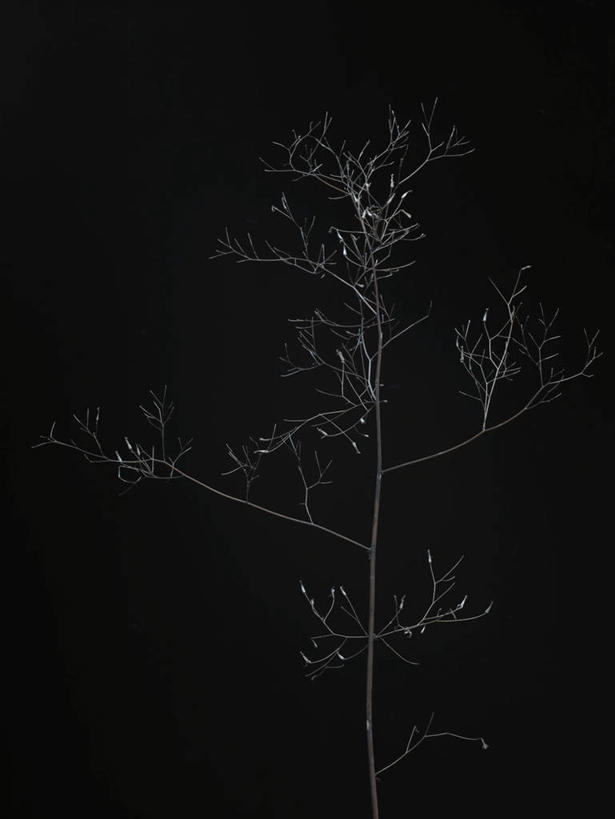 无人,竖图,室内,特写,白天,正面,植物,黑色背景,枯萎,绿色,自然,摄影,影棚,生长,成长,死亡,枯败,彩图,影棚拍摄,拍摄