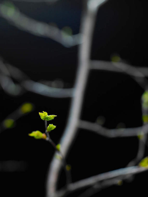 无人,竖图,室内,特写,白天,正面,植物,叶子,黑色背景,朦胧,模糊,绿叶,幼苗,绿色,自然,嫩芽,嫩叶,摄影,影棚,生长,成长,叶,叶片,彩图,影棚拍摄,拍摄