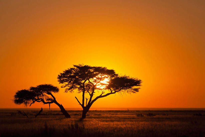 无人,公园,横图,室外,白天,正面,旅游,度假,快乐,美景,日落,植物,非洲,纳米比亚,一棵,地平线,景观,晚霞,霞光,辽阔,地面,娱乐,树,树木,绿色,自然,黄昏,享受,休闲,广阔,景色,彩霞,放松,生长,成长,一望无际,国家公园,自然风光,延伸,天地相交,金合欢,鸭皂树,稍纵即逝,埃托沙公园,埃托沙国家公园,纳米比亚共和国,无边无际,一马平川,金合欢树,夕阳,彩图