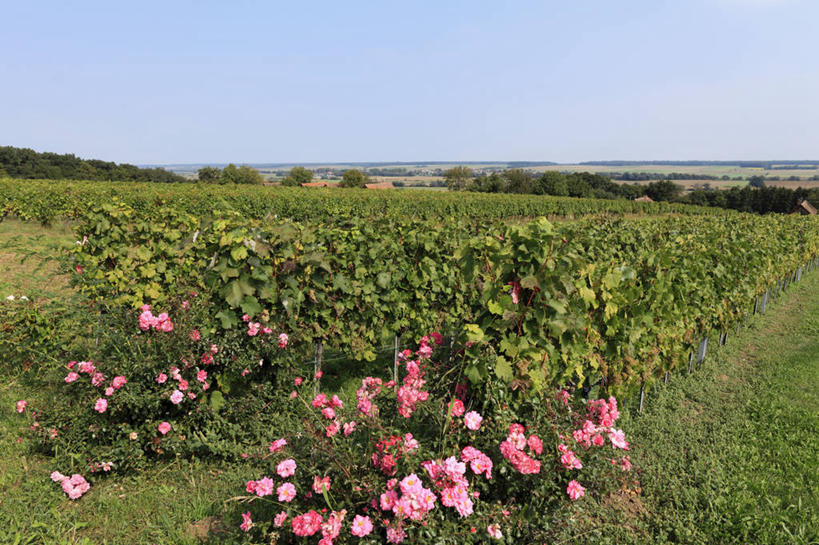 无人,果园,横图,室外,白天,正面,爱情,旅游,度假,幸福,纯洁,热情,草地,草坪,美景,田园,植物,玫瑰,葡萄,水果,奥地利,欧洲,阴影,新鲜,盛开,光线,影子,景观,生食,食品,果实,玫瑰花,浪漫,花蕾,娱乐,葡萄园,草,花,花瓣,花朵,鲜花,食物,粉色,蓝色,绿色,蓝天,天空,阳光,自然,庄园,天,花苞,花蕊,享受,休闲,温暖,温馨,景色,恩爱,放松,有机食品,绿色食品,晴朗,和睦,自然风光,感动,粉玫瑰,中欧,万里无云,尊敬,奥地利共和国,布尔根兰,布尔根兰州,天真,刺玫花,徘徊花,晴空,晴空万里,山葫芦,蒲桃,草龙珠,彩图,融洽