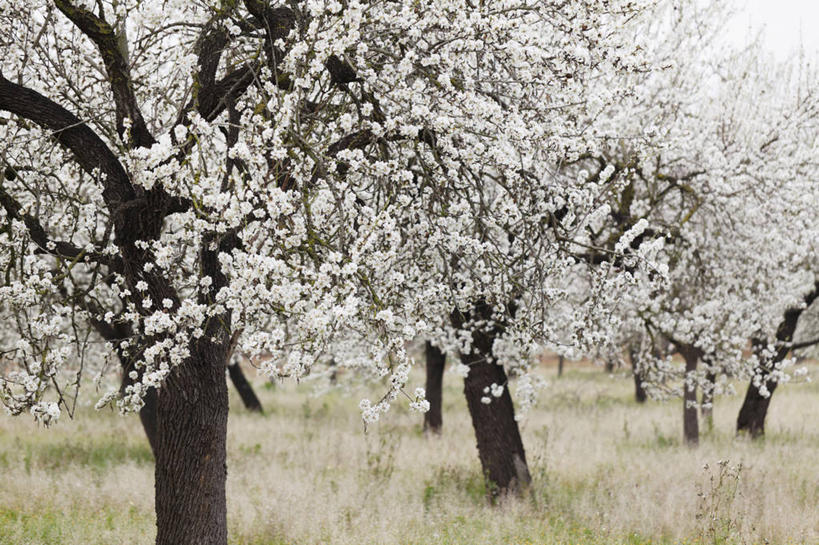 无人,果园,横图,室外,白天,正面,旅游,度假,草地,草坪,美景,田园,植物,西班牙,欧洲,盛开,景观,花蕾,娱乐,草,花,花瓣,花朵,鲜花,树,树木,绿色,自然,花苞,花蕊,享受,休闲,景色,放松,生长,成长,南欧,自然风光,田庄,马略卡岛,西班牙王国,巴利阿里群岛,马略卡,巴利阿里,园子,彩图,马洛卡岛