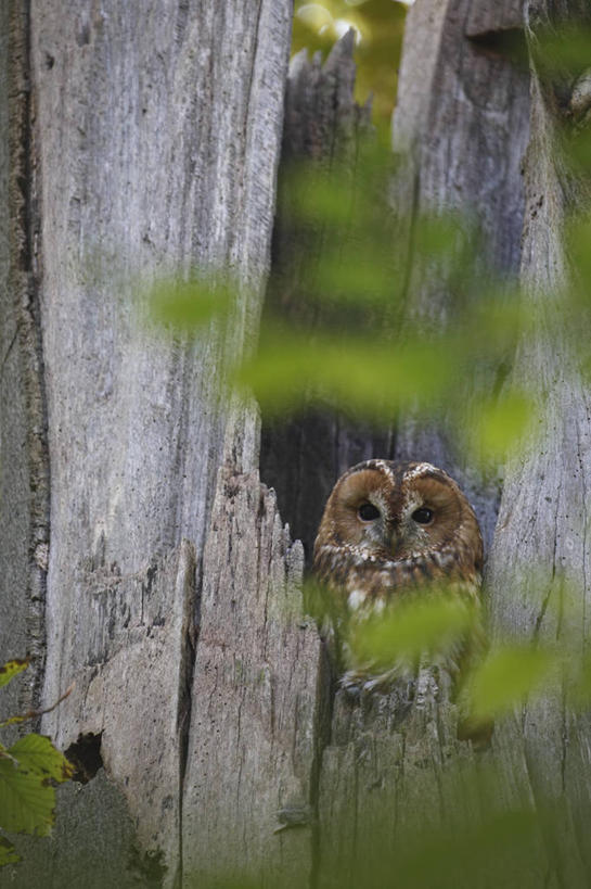 无人,站,竖图,室外,白天,正面,草地,草坪,美景,植物,猫头鹰,鸟,野生动物,德国,欧洲,阴影,朦胧,模糊,光线,鸟类,影子,景观,树桩,注视,慕尼黑,草,树,树干,一只,绿色,阳光,自然,动物,观察,看,站着,木桩,景色,观看,察看,西欧,关注,自然风光,凶猛,德意志联邦共和国,首府,巴伐利亚,巴伐利亚州,拜恩州,拜恩自由州,灰林鸮,残暴,凶残,鸮,枭,站立,彩图,全身