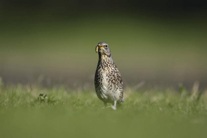 无人,站,横图,室外,特写,白天,正面,草地,草坪,美景,植物,鸟,德国,欧洲,阴影,朦胧,模糊,光线,画眉,鸟类,昆虫,影子,景观,注视,慕尼黑,草,一只,绿色,阳光,自然,动物,观察,看,站着,景色,观看,察看,叼,西欧,关注,叼着,自然风光,德意志联邦共和国,首府,害虫,巴伐利亚,巴伐利亚州,拜恩州,拜恩自由州,虎鸫,金画眉,蠕虫,站立,彩图,全身