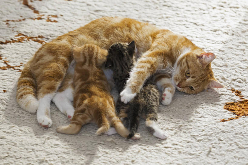 无人,家庭,躺,闭眼,横图,俯视,室内,特写,白天,宠物,猫,纺织品,三只,装饰,毛毯,毯子,纺织,动物,垫子,趴着,温暖,温馨,一家人,可爱,华丽,修饰,点缀,和睦,猫咪,吸吮,衬托,美观,雅致,雅观,卧着,闭眼睛,闭着眼,闭着眼睛,趴,躺着,卧,彩图,高角度拍摄,全身,融洽