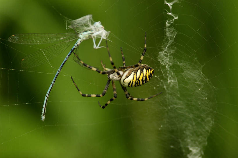 无人,横图,室外,特写,白天,正面,美景,朦胧,模糊,蜻蜓,昆虫,蜘蛛,蜘蛛网,网,景观,一只,自然,动物,景色,死亡,蜘蛛丝,捕捉,八脚螅,自然风光,捕获,节肢动物,猫猫丁,咪咪洋,蚂螂,河嘻嘻,益虫,蛛网,殒命,灭亡,波丝,捕杀,猎取,蛛丝,彩图,全身