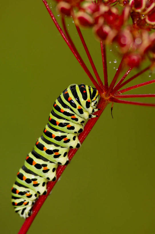 无人,竖图,室外,特写,白天,侧面,美景,阴影,朦胧,模糊,盛开,光线,昆虫,影子,景观,花蕾,停留,花,花瓣,花朵,鲜花,一朵,一只,阳光,自然,动物,花苞,花蕊,景色,毛毛虫,停止,自然风光,害虫,逗留,停顿,毛虫,彩图,全身