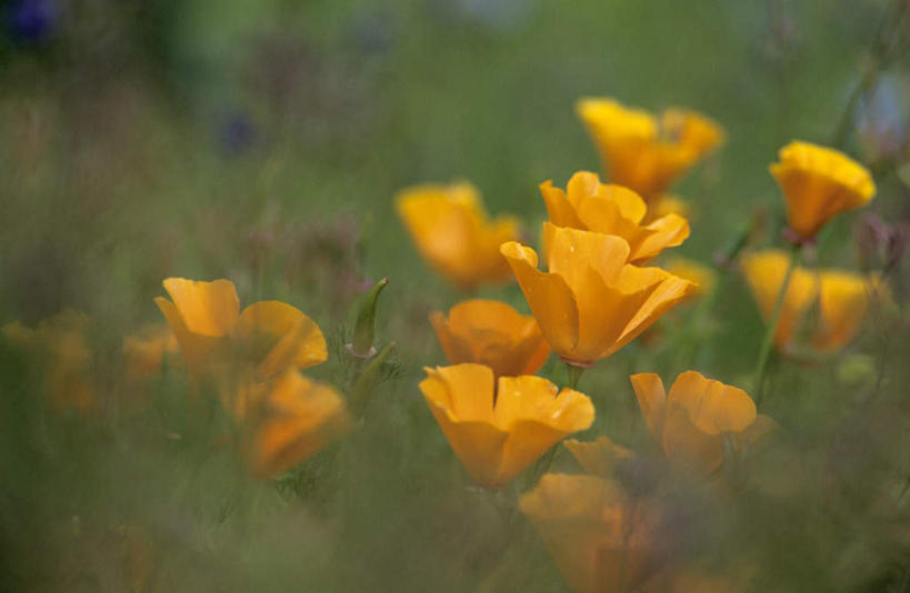 无人,横图,室外,特写,白天,正面,花海,花圃,美景,植物,罂粟,叶子,朦胧,模糊,盛开,景观,花蕾,花,花瓣,花朵,花卉,鲜花,黄色,绿色,自然,花丛,花束,花田,花苞,花蕊,景色,自然风光,冰岛罂粟,冰岛虞美人,橘黄罂粟,裸茎罂粟,小罂粟,岩罂粟,野罂粟,彩图