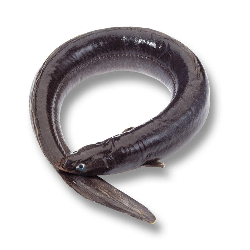 鳗鱼,无人,方图,俯视,室内,特写,白天,白色背景,桌面,桌子,鳗鲡,一条,阴影,反射,木制,影子,木制品,摄影,影棚,河鳗,白鳗,青鳝,风馒,白鳝,彩图,高角度拍摄,全身,影棚拍摄,拍摄