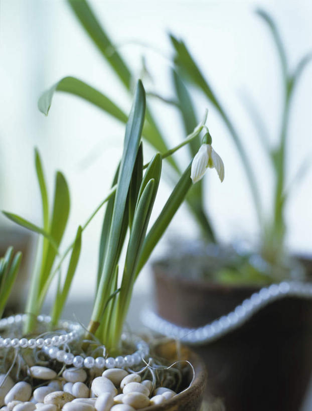 无人,竖图,俯视,室内,特写,白天,智慧,石头,植物,桌面,桌子,阴影,朦胧,模糊,艺术,装饰,盛开,反射,木制,盆栽,石子,影子,盆景,花蕾,文化,花,花瓣,花朵,鲜花,绿色,自然,插花,木制品,花苞,花蕊,鹅卵石,生长,成长,华丽,修饰,插花艺术,新生,点缀,创造,创作,想象,按摩石,雪花莲,衬托,美观,雅致,雅观,雪片莲,生日花,石块,彩图,高角度拍摄