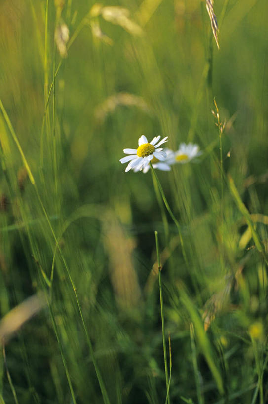 无人,竖图,室外,特写,白天,正面,爱情,旅游,度假,草地,草坪,花海,花圃,美景,植物,叶子,朦胧,模糊,盛开,景观,茼蒿菊,花蕾,娱乐,草,花,花瓣,花朵,花卉,鲜花,一朵,绿色,白色,自然,花丛,花束,花田,花苞,花蕊,享受,休闲,菊花,景色,放松,吉祥,自然风光,高洁,长寿,蓬蒿菊,怀恋,清净,真情,寿客,秋菊,木春菊,木茼蒿,彩图