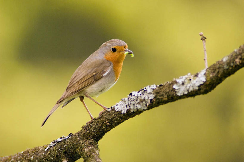 无人,站,横图,室外,特写,白天,侧面,美景,鸟,朦胧,模糊,鸟类,知更鸟,景观,树桩,注视,树,树干,一只,自然,观察,看,站着,木桩,景色,观看,察看,关注,自然风光,红襟鸟,欧亚鸲,知更雀,罗宾鸟,站立,彩图,全身