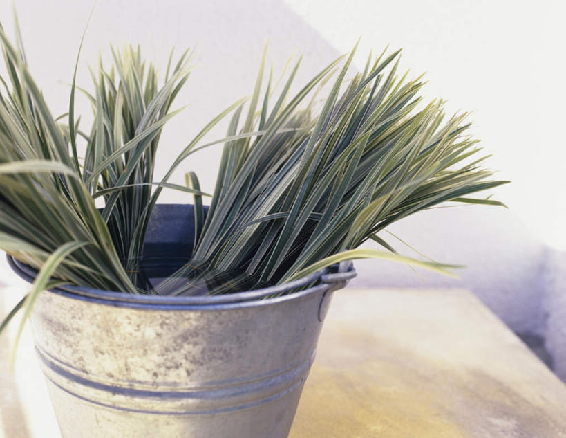 无人,横图,俯视,室内,特写,白天,植物,桌子,叶子,阴影,朦胧,模糊,反射,铁桶,桶,影子,绿叶,草药,药草,中药,容器,嫩叶,储藏,储存,药材,中草药,中药材,本草,莎草,地毛,薃侯,回头青,叶,叶片,彩图,高角度拍摄,贮存