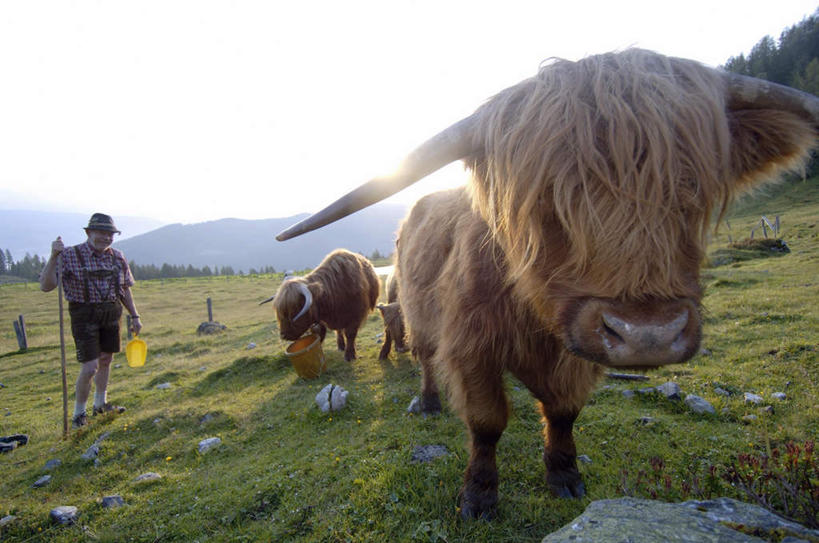 西方人,胡须,头发,一个人,牛仔,横图,室外,白天,正面,旅游,度假,草地,草坪,太阳,植物,牛,欧洲,欧洲人,仅一个男性,仅一个人,服装,注视,休闲装,娱乐,农庄,草,两个,衣服,蓝色,绿色,白色,蓝天,天空,天,观察,看,仅一个老年男性,享受,休闲,休闲服,放松,服饰,晴朗,观看,察看,关注,万里无云,老年男性,男人,男性,白种人,胡子,络腮胡,晴空,晴空万里,牧牛工,牧牛人,牧童,玩耍,彩图,全身