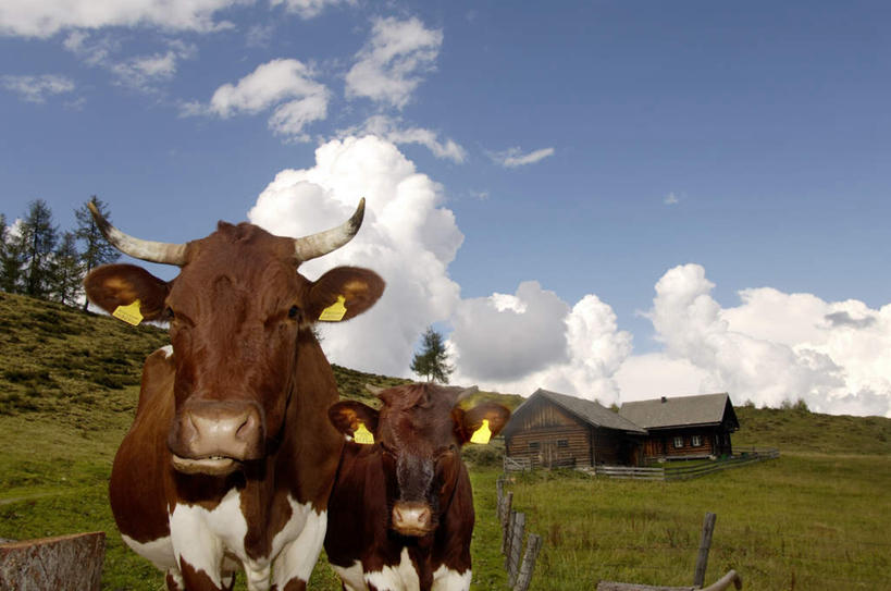 牛仔,木屋,站,横图,室外,白天,正面,旅游,度假,草地,草坪,美景,植物,牛,两头,花纹,景观,云,云朵,乳牛,云彩,注视,娱乐,农庄,草,两个,蓝色,绿色,白云,蓝天,天空,自然,动物,天,观察,看,站着,享受,休闲,家畜,景色,放松,牲畜,晴朗,观看,察看,关注,自然风光,斑纹,晴空,奶牛,牧牛工,牧牛人,牧童,玩耍,站立,半身,彩图,茅舍,茅屋,棚屋,小木屋,小屋