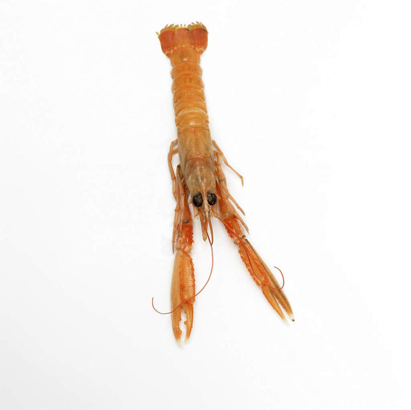 无人,横图,室内,特写,白天,白色背景,正面,阴影,反射,影子,虾,大虾,一只,摄影,影棚,对虾,斑节虾,东方对虾,中国对虾,彩图,影棚拍摄,拍摄