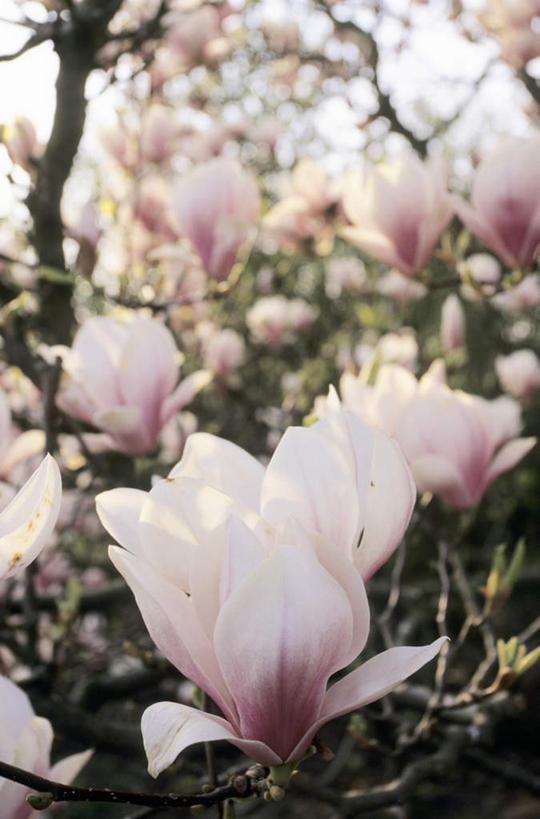 竖图,室外,特写,白天,正面,美景,植物,玉兰花,阴影,朦胧,模糊,盛开,光线,影子,景观,枝条,花蕾,花,花瓣,花朵,鲜花,树,树木,树枝,阳光,自然,花苞,花蕊,景色,自然风光,辛夷,木笔,木兰花,望春玉兰,辛夷花,虬枝,枝杈,玉兰,应春花,望春花,木兰,半身,彩图