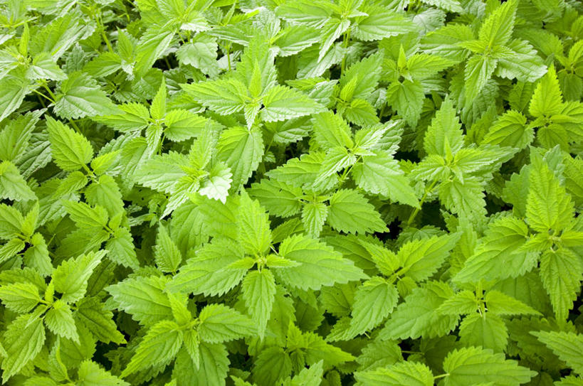 无人,横图,俯视,室外,白天,美景,植物,叶子,阴影,光线,影子,景观,绿叶,草药,药草,中药,阳光,自然,嫩叶,景色,自然风光,药材,中草药,中药材,本草,刺荨麻,叶,叶片,彩图,高角度拍摄