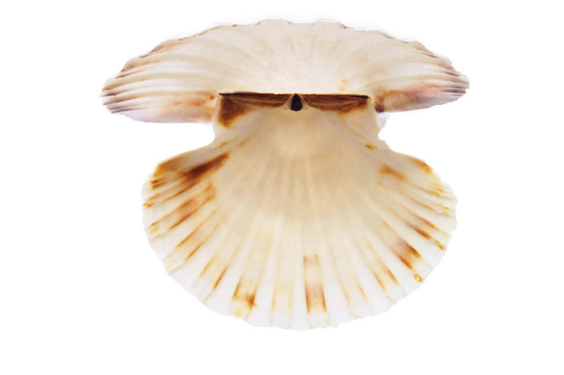 海鲜,无人,横图,室内,特写,白天,白色背景,正面,扇贝,水产,海洋生物,一个,打开,摄影,影棚,单个,海扇,开启,水生动物,海产品,水生物,海底动物,彩图,影棚拍摄,拍摄