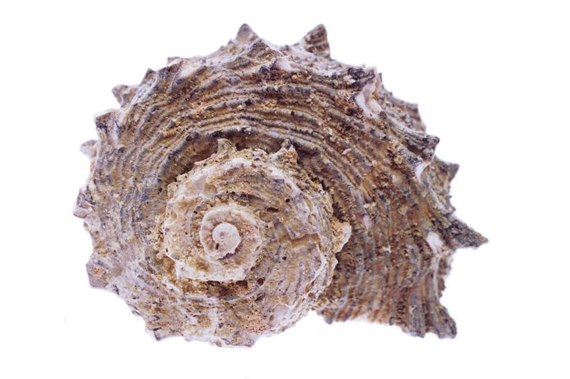 无人,横图,室内,特写,白天,白色背景,正面,阴影,反射,纹路,纹理,影子,海螺,海洋生物,一个,摄影,影棚,单个,软体动物,峨螺,水生动物,水生物,海底动物,肌理,彩图,影棚拍摄,拍摄