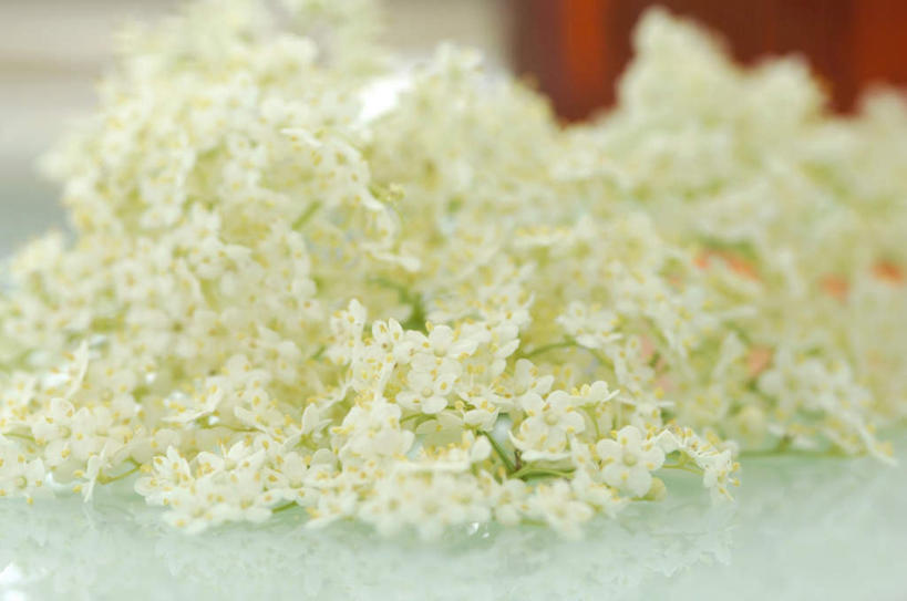 无人,横图,室内,特写,白天,正面,植物,一堆,许多,阴影,堆叠,堆积,朦胧,模糊,反射,影子,草药,药草,中药,摄影,影棚,堆,药材,中草药,接骨木,中药材,本草,草珊瑚,接骨金粟兰,九节茶,九节风,九节花,肿节风,竹节茶,彩图,影棚拍摄,拍摄