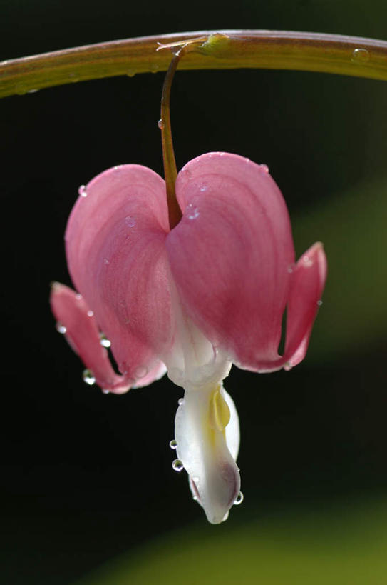 无人,竖图,室外,特写,白天,正面,美景,植物,阴影,朦胧,模糊,盛开,光线,影子,景观,枝条,花蕾,花,花瓣,花朵,鲜花,树,树木,树枝,一朵,阳光,自然,花苞,花蕊,景色,同意,接受,自然风光,荷包牡丹,铃儿草,兔儿牡丹,鱼儿牡丹,答应,虬枝,枝杈,彩图