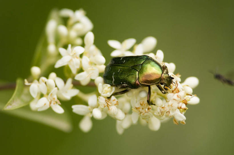 无人,横图,俯视,室外,特写,白天,美景,阴影,朦胧,模糊,盛开,光线,金龟子,昆虫,影子,景观,甲壳虫,花蕾,停留,花,花瓣,花朵,鲜花,一只,阳光,自然,动物,花苞,花蕊,景色,自然风光,甲虫,益虫,彩图,高角度拍摄,全身