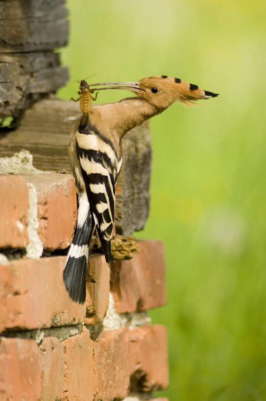 无人,站,竖图,室外,白天,侧面,草地,草坪,石头,美景,植物,鸟,阴影,朦胧,模糊,光线,鸟类,石子,影子,墙,景观,注视,墙壁,墙面,草,一只,绿色,阳光,自然,观察,看,站着,景色,观看,察看,关注,自然风光,戴胜,戴胜鸟,鸡冠鸟,山和尚,石块,岩石,站立,彩图,全身