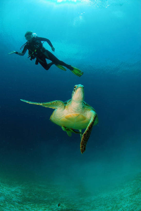 游泳,西方人,一个人,竖图,室外,白天,仰视,锻炼,运动,海底,水下,海浪,海洋,美景,龟,欧洲,欧洲人,仅一个男性,仅一个人,潜水员,服装,潜水镜,泳镜,景观,浪花,水底,海洋生物,仅一个年轻男性,衣服,自然,海水,健康,蛙鞋,景色,海底世界,潜水,服饰,石龟,脚蹼,呼吸管,绿海龟,衣着,穿着,自然风光,水生动物,坚定,潜水装备,水生物,海景,海底动物,绿蠵龟,面镜,浮潜,潜水运动,长寿,衣饰,体育,男人,男性,年轻男性,白种人,大海,风浪,海,海床,海水的波动,近岸浪,涌浪,海龟,彩图,低角度拍摄,全身,健身