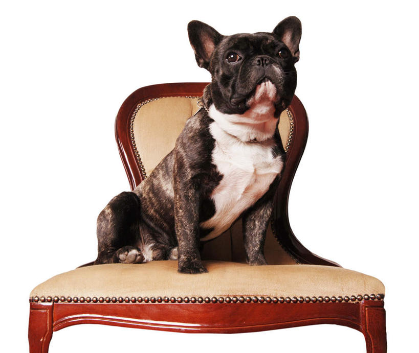 无人,坐,横图,室外,特写,白天,白色背景,正面,宠物,狗,椅子,斗牛犬,注视,一只,黑色,动物,观察,看,可爱,摄影,影棚,观看,察看,关注,牛头犬,忠诚,英国斗牛犬,斗牛狗,老虎狗,英国老虎犬,犬,坐着,彩图,全身,影棚拍摄,拍摄