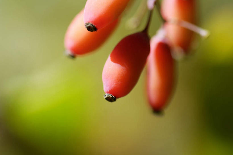 无人,横图,室外,特写,白天,正面,朦胧,模糊,盛开,花蕾,花,花瓣,花朵,鲜花,花苞,花蕊,绣花针,伏牛花,彩图