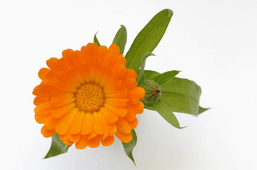 无人,横图,俯视,室内,特写,白天,白色背景,桌面,桌子,叶子,盛开,木制,绿叶,万寿菊,花蕾,花,花瓣,花朵,鲜花,一朵,木制品,花苞,花蕊,健康,橙色,嫩叶,摄影,影棚,长寿,臭芙蓉,蜂窝菊,友情,叶,叶片,彩图,高角度拍摄,影棚拍摄,拍摄