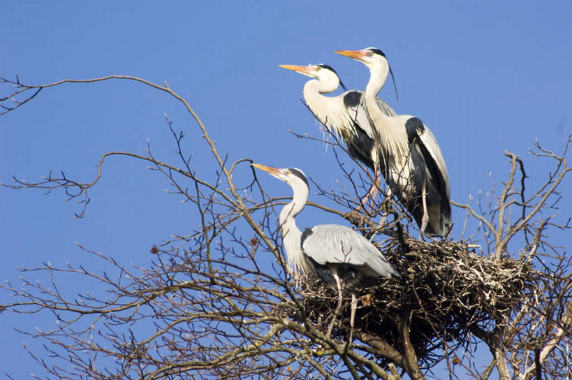 无人,站,横图,室外,白天,仰视,美景,鸟,三只,阴影,光线,苍鹭,鸟类,影子,景观,树桩,注视,树,树干,蓝色,蓝天,天空,阳光,自然,天,观察,看,站着,木桩,景色,晴朗,观看,察看,关注,自然风光,万里无云,灰鹳,晴空,晴空万里,站立,彩图,低角度拍摄,全身