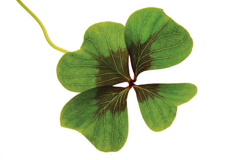 无人,横图,室内,特写,白天,白色背景,正面,自由,叶子,绿叶,四叶草,幸运草,嫩叶,摄影,影棚,和平,牛角花,统一,团结,幸运,叶,叶片,彩图,影棚拍摄,拍摄