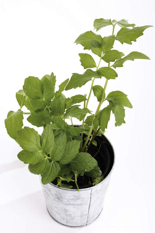 无人,竖图,俯视,室内,特写,白天,白色背景,植物,叶子,阴影,反射,盆栽,影子,绿叶,草药,药草,盆景,中药,绿色,自然,嫩叶,摄影,影棚,生长,成长,药材,中草药,中药材,本草,止痛,镇静,安眠,安神,缬草,欧缬草,叶,叶片,彩图,高角度拍摄,影棚拍摄,拍摄