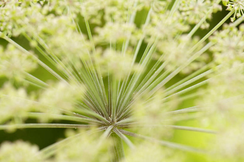 无人,横图,室外,特写,白天,正面,美景,植物,许多,阴影,朦胧,模糊,盛开,光线,影子,景观,草药,药草,花蕾,中药,花,花瓣,花朵,鲜花,阳光,自然,花苞,花蕊,景色,自然风光,药材,中草药,中药材,本草,防风草,四方茎,土防风,彩图