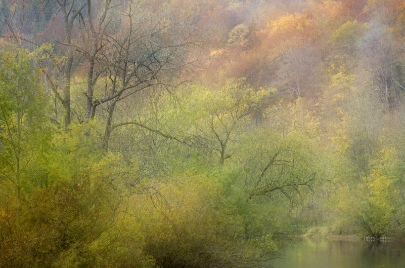 无人,横图,室外,白天,正面,旅游,度假,美景,森林,树林,植物,雾,奥地利,欧洲,朦胧,模糊,景观,娱乐,树,树木,绿色,自然,享受,休闲,景色,放松,生长,成长,迷雾,自然风光,中欧,奥地利共和国,下奥地利,下奥地利州,大雾,彩图