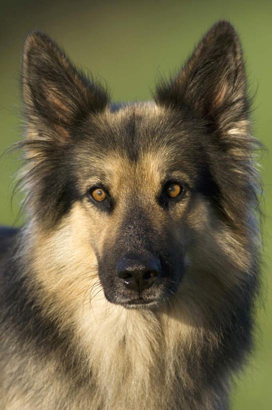 头,无人,站,竖图,室外,特写,白天,正面,草地,草坪,植物,宠物,狗,朦胧,模糊,注视,草,一只,绿色,动物,观察,看,站着,可爱,牧羊犬,观看,察看,德国牧羊犬,关注,忠诚,德国狼犬,黑背,头部,犬,站立,半身,彩图