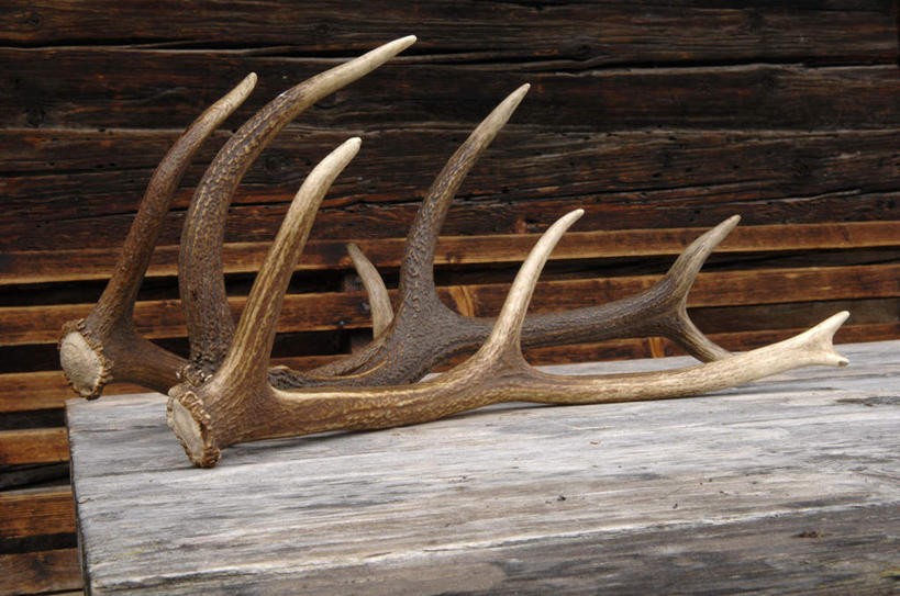 无人,横图,室内,特写,白天,正面,静物,椅子,木制,木椅,一对,木制品,鹿角,彩图