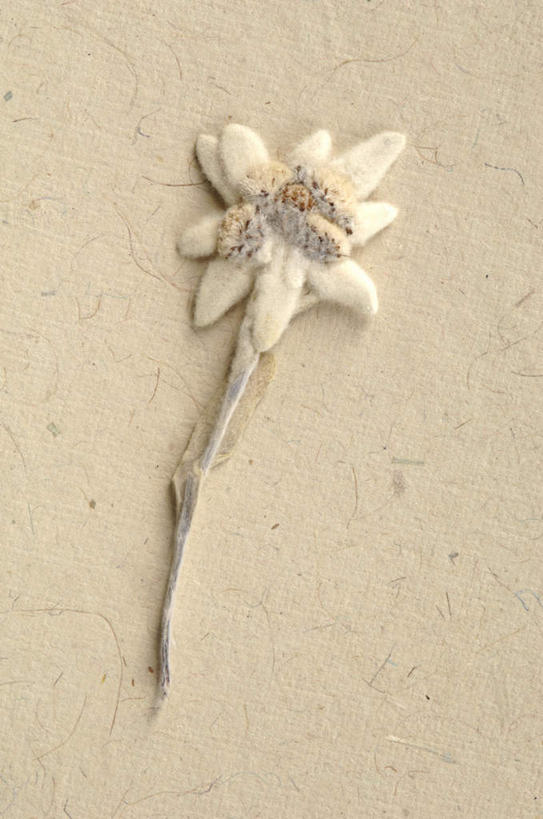 无人,竖图,俯视,室内,特写,白天,友谊,静物,盛开,花蕾,花,花瓣,花朵,鲜花,一朵,花苞,花蕊,摄影,影棚,荣誉,勇敢,火绒草,雪绒花,薄雪草,老头草,彩图,高角度拍摄,影棚拍摄,拍摄