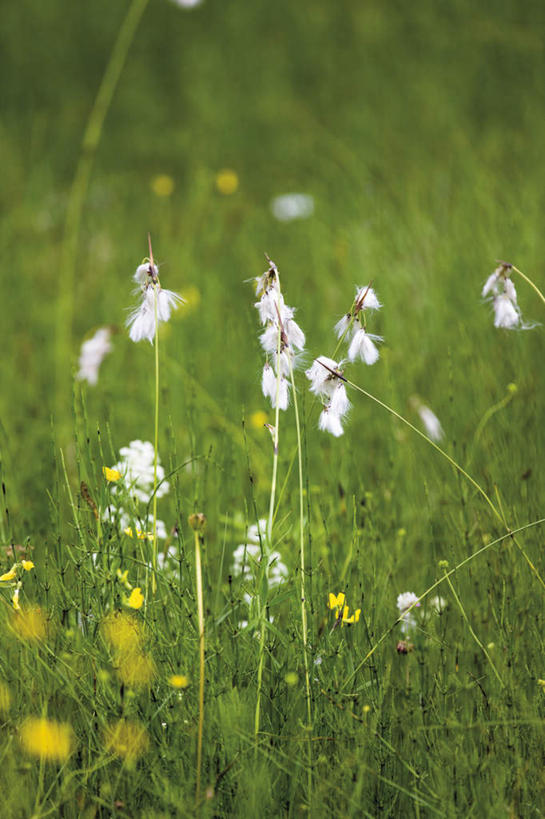 无人,竖图,室外,特写,白天,正面,花海,花圃,美景,植物,叶子,朦胧,模糊,盛开,景观,羊胡子草,花蕾,草,花,花瓣,花朵,花卉,鲜花,绿色,自然,花丛,花束,花田,花苞,花蕊,景色,生长,成长,自然风光,卵穗苔草,彩图