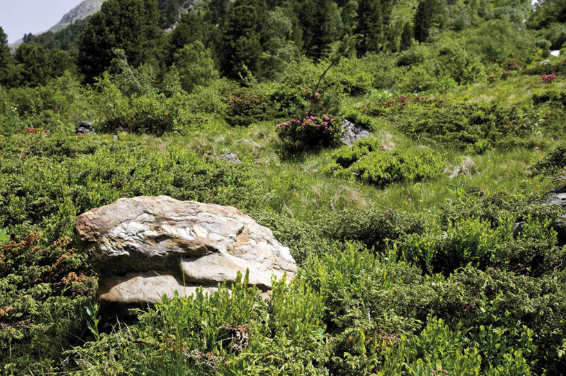 无人,横图,室外,白天,正面,旅游,度假,草地,草坪,石头,美景,植物,奥地利,欧洲,石子,景观,娱乐,草,树,树木,绿色,自然,享受,休闲,景色,放松,生长,成长,自然风光,中欧,沉积岩,奥地利共和国,蒂罗尔,蒂罗尔州,水成岩,石块,岩石,彩图