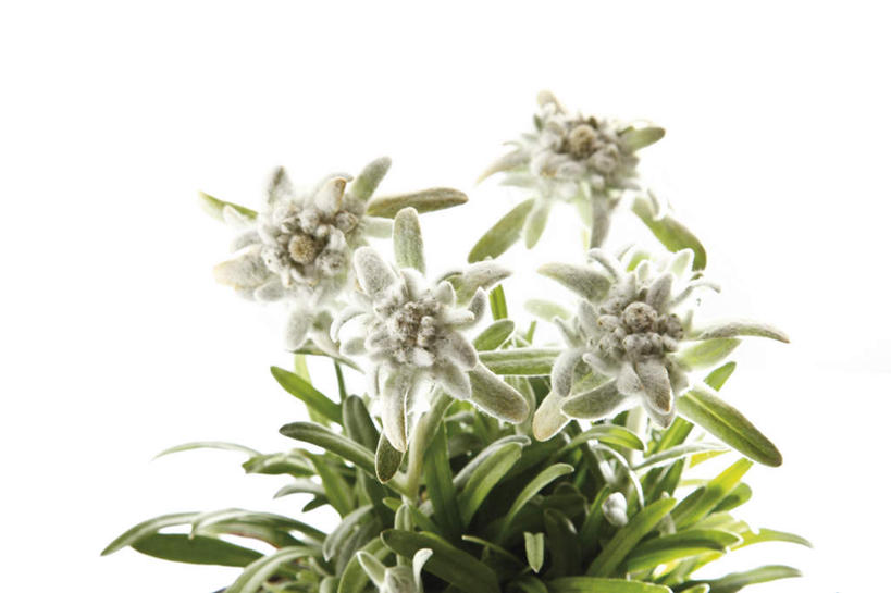 无人,横图,俯视,室内,特写,白天,白色背景,友谊,桌面,桌子,叶子,阴影,盛开,反射,木制,影子,绿叶,花蕾,花,花瓣,花朵,鲜花,木制品,花苞,花蕊,嫩叶,摄影,影棚,荣誉,勇敢,火绒草,雪绒花,薄雪草,老头草,叶,叶片,彩图,高角度拍摄,影棚拍摄,拍摄