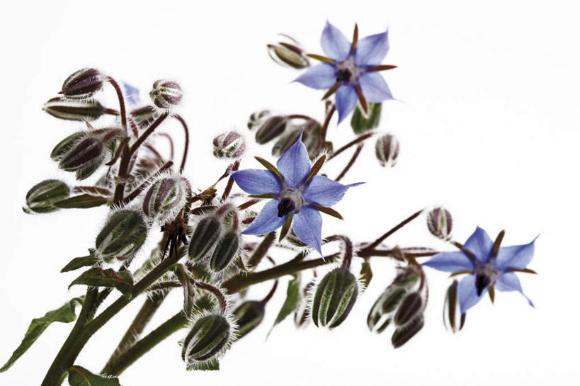 无人,横图,俯视,室内,特写,白天,白色背景,植物,桌面,桌子,阴影,盛开,反射,木制,影子,草药,药草,花蕾,中药,花,花瓣,花朵,鲜花,木制品,花苞,花蕊,摄影,影棚,药材,中草药,琉璃苣,中药材,本草,茈草,鸦衔草,紫草,紫丹,彩图,高角度拍摄,影棚拍摄,拍摄