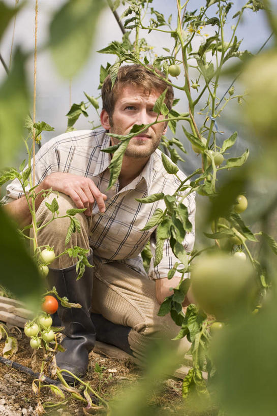 西方人,一个人,农民,菜园,蹲,竖图,室内,白天,正面,农作物,田园,西红柿,叶子,欧洲,欧洲人,仅一个男性,仅一个人,服装,朦胧,模糊,暖棚,绿叶,注视,休闲装,仅一个年轻男性,衣服,观察,看,休闲,休闲服,服饰,观看,察看,关注,菜棚,田庄,男人,男性,年轻男性,白种人,叶,叶片,樱桃番茄,圣女果,番茄,佃农,农场主,农夫,农工,乡下人,小农,庄稼人,蹲着,彩图,全身