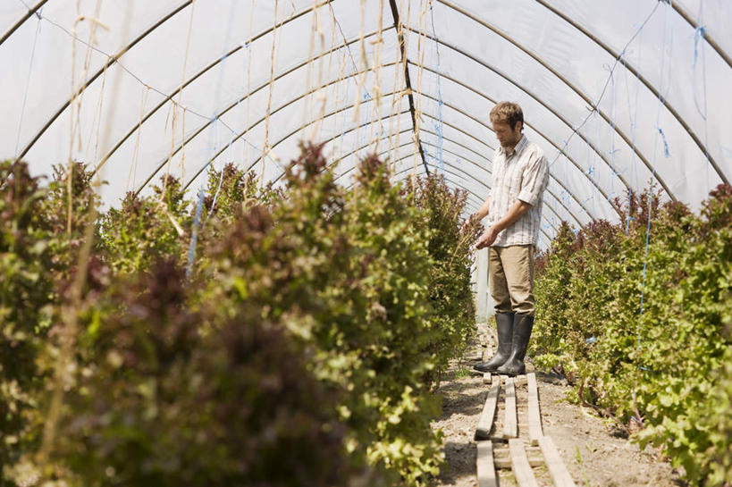 西方人,一个人,农民,菜园,站,横图,室内,白天,正面,农作物,田园,鞋子,叶子,欧洲,欧洲人,仅一个男性,仅一个人,服装,暖棚,雨鞋,雨靴,绿叶,注视,休闲装,靴子,仅一个年轻男性,衣服,观察,看,站着,休闲,休闲服,嫩叶,服饰,观看,察看,关注,胶鞋,菜棚,田庄,男人,男性,年轻男性,白种人,叶,叶片,佃农,农场主,农夫,农工,乡下人,小农,庄稼人,站立,彩图,全身