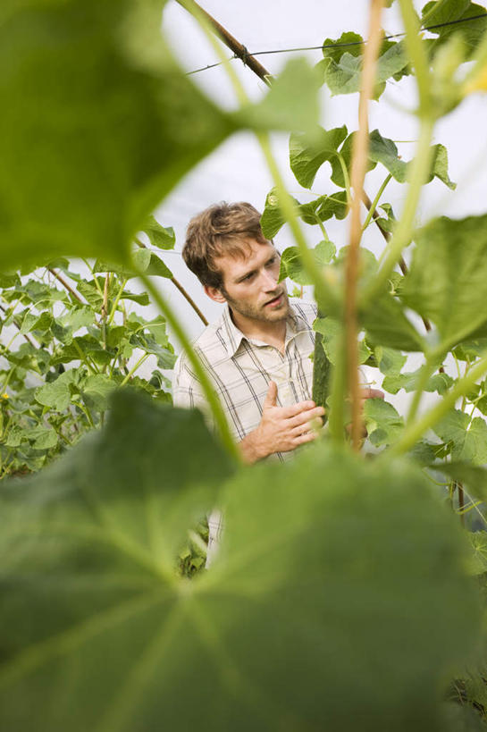西方人,一个人,农民,菜园,站,竖图,室内,白天,正面,农作物,田园,黄瓜,叶子,欧洲,欧洲人,仅一个男性,仅一个人,握,服装,朦胧,模糊,暖棚,绿叶,拿,拿着,注视,休闲装,仅一个年轻男性,衣服,观察,看,站着,休闲,休闲服,嫩叶,握着,服饰,观看,察看,关注,菜棚,田庄,男人,男性,年轻男性,白种人,叶,叶片,青瓜,胡瓜,佃农,农场主,农夫,农工,乡下人,小农,庄稼人,站立,半身,彩图