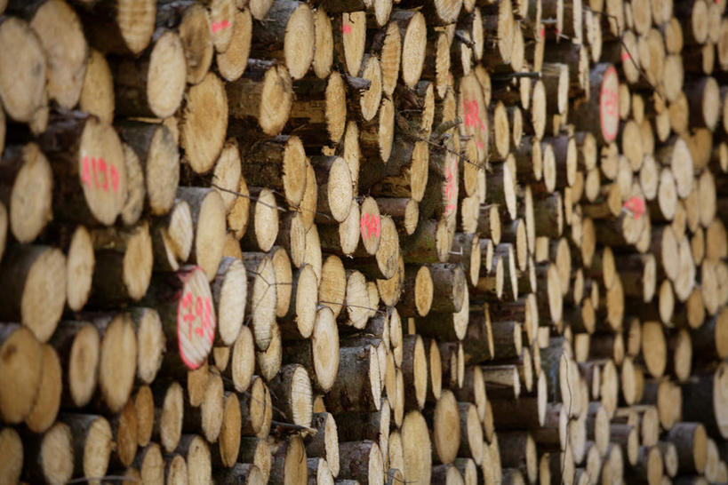 无人,横图,室外,特写,白天,正面,一堆,许多,堆叠,堆积,树桩,很多,树,树干,木桩,堆,彩图