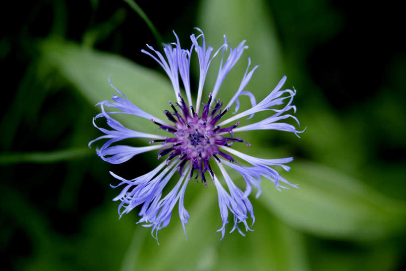 无人,横图,俯视,室外,特写,白天,花海,花圃,美景,植物,叶子,朦胧,模糊,盛开,景观,花蕾,花,花瓣,花朵,花卉,鲜花,一朵,蓝色,绿色,自然,花丛,花束,花田,花苞,花蕊,菊花,景色,自然风光,矢车菊,蓝芙蓉,荔枝菊,彩图,高角度拍摄